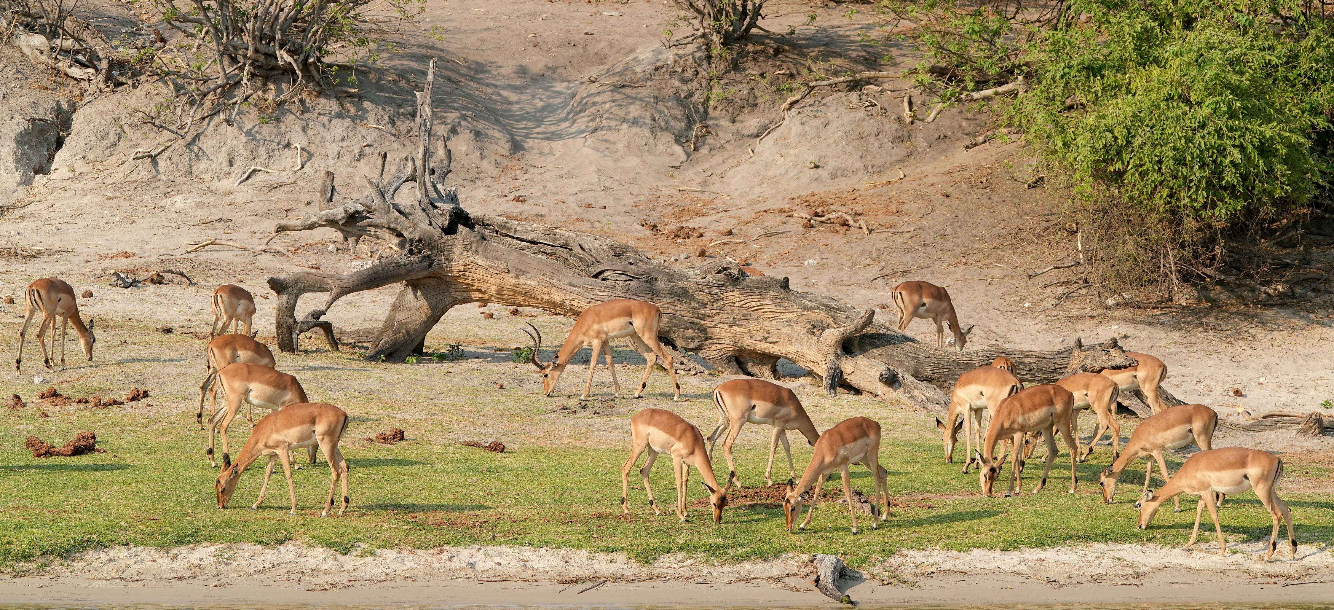 Okavango Delta Safari